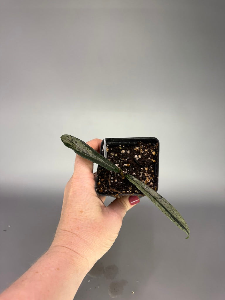 Hoya Minibelle Splash – Exact Plant #0616