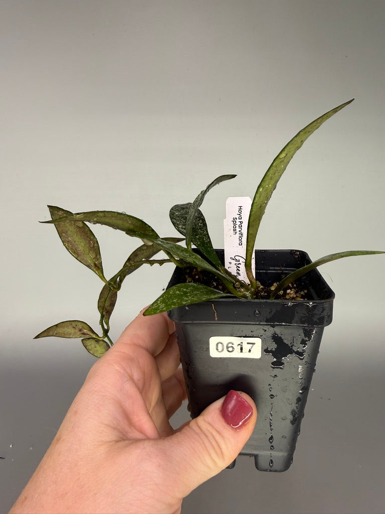 Hoya Parviflora Splash – Heavy Splash – Exact Plant #0617