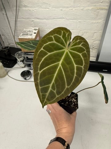 Anthurium BVep x BW/m x BW/m