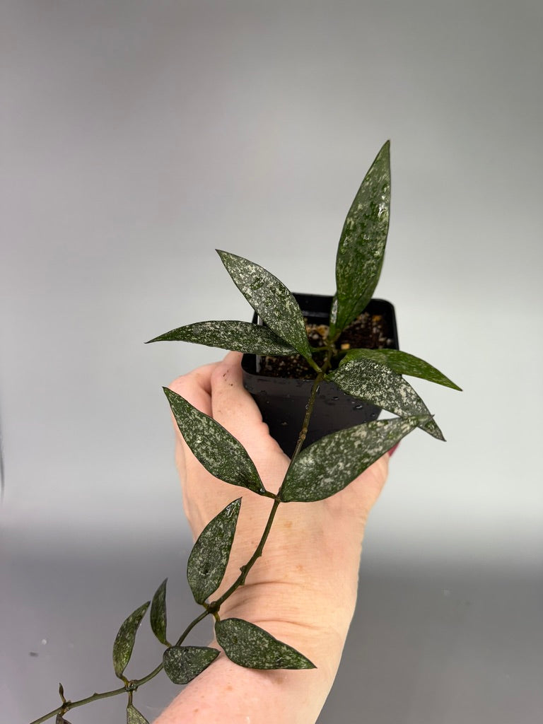Hoya Parviflora Splash – Heavy Splash – Exact Plant #0617
