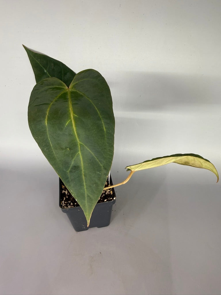 Anthurium NSE Portillae x Zara – Exact Plant #3468