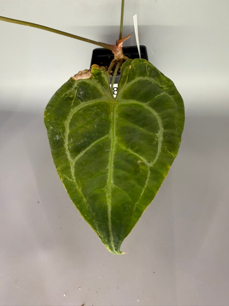 Anthurium Pink Lemonade x Red Spider FP1