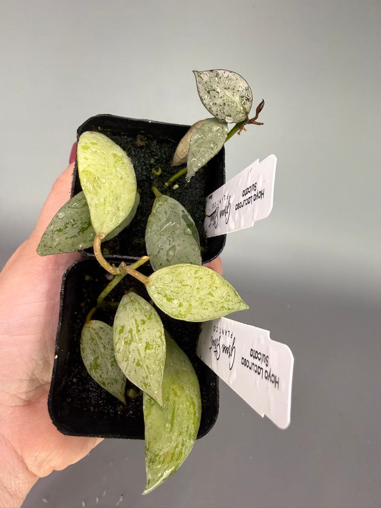 Hoya Lacunosa Sulcata – 2" Grower’s Choice