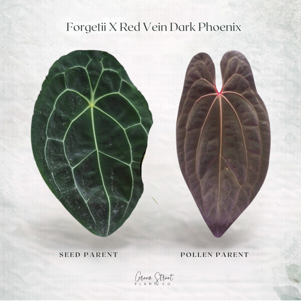 Anthurium Forgetii x Red Vein Dark Phoenix – Grower’s Choice
