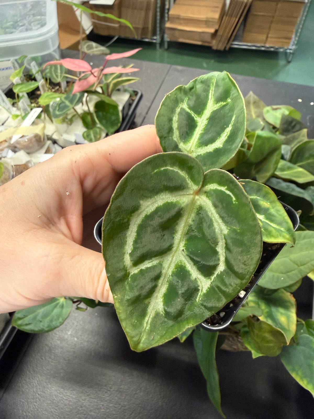 Anthurium (Carla x Dorayaki) x Carla OG1 – Grower’s Choice
