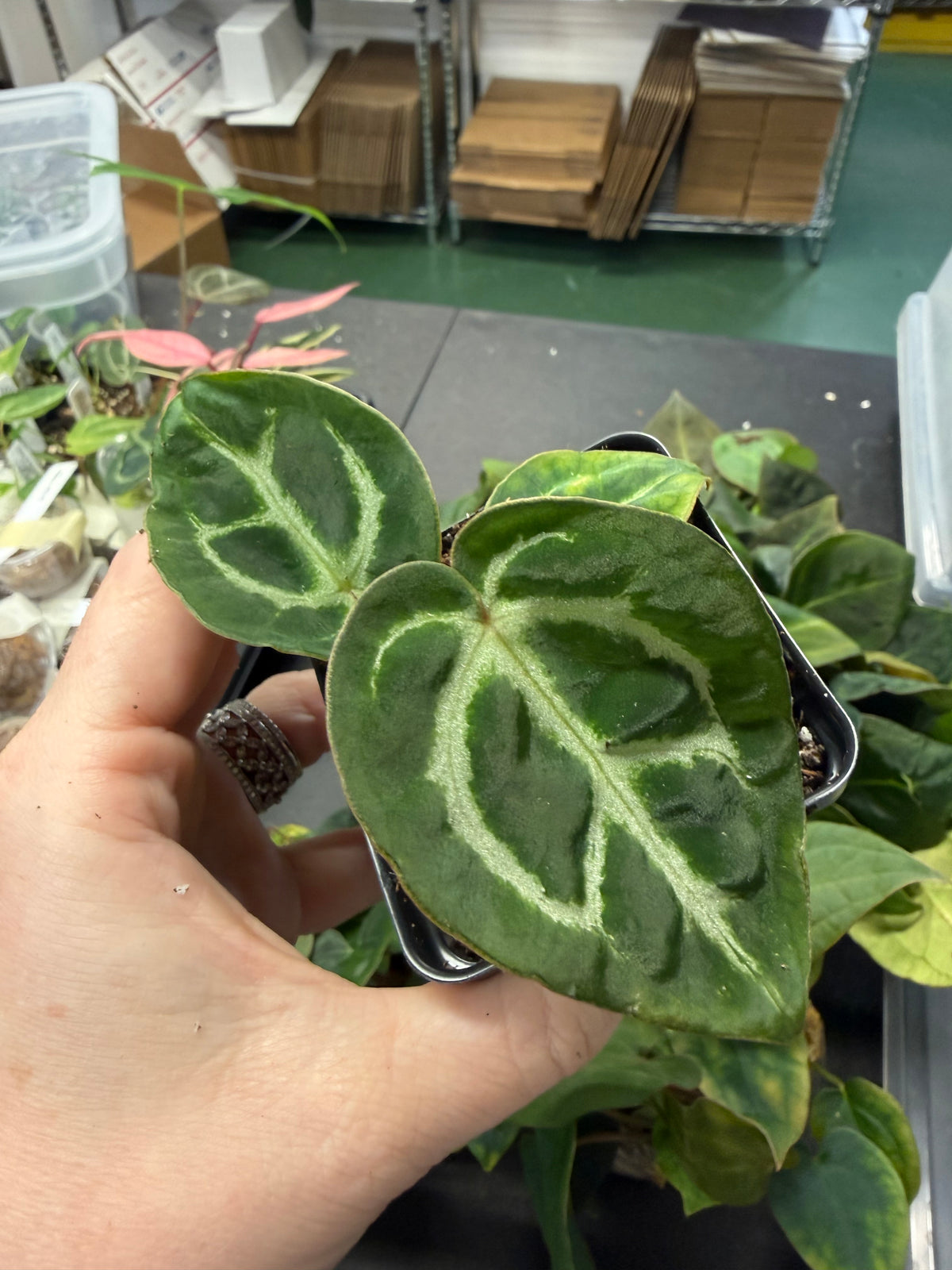 Anthurium (Carla x Dorayaki) x Carla OG1 – Grower’s Choice