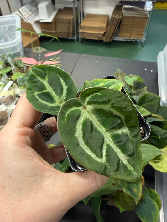 Anthurium (Carla x Dorayaki) x Carla OG1 – Grower’s Choice