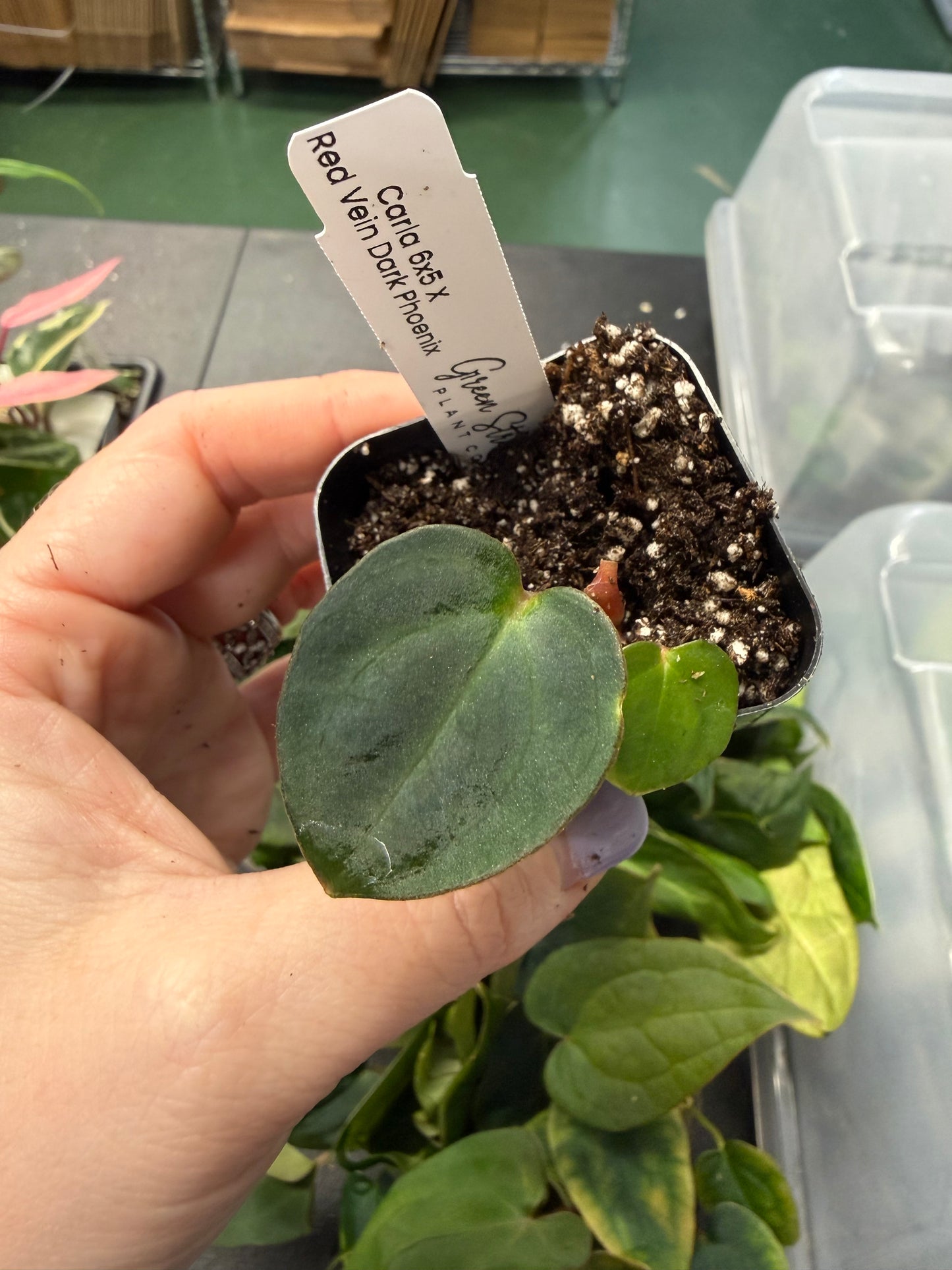 Anthurium Carla 6x5 x Red Vein Dark Phoenix – Grower’s Choice