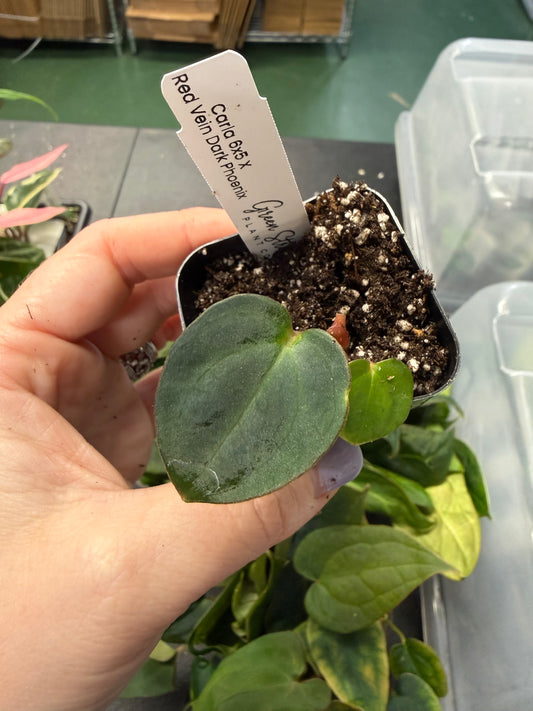 Anthurium Carla 6x5 x Red Vein Dark Phoenix – Grower’s Choice