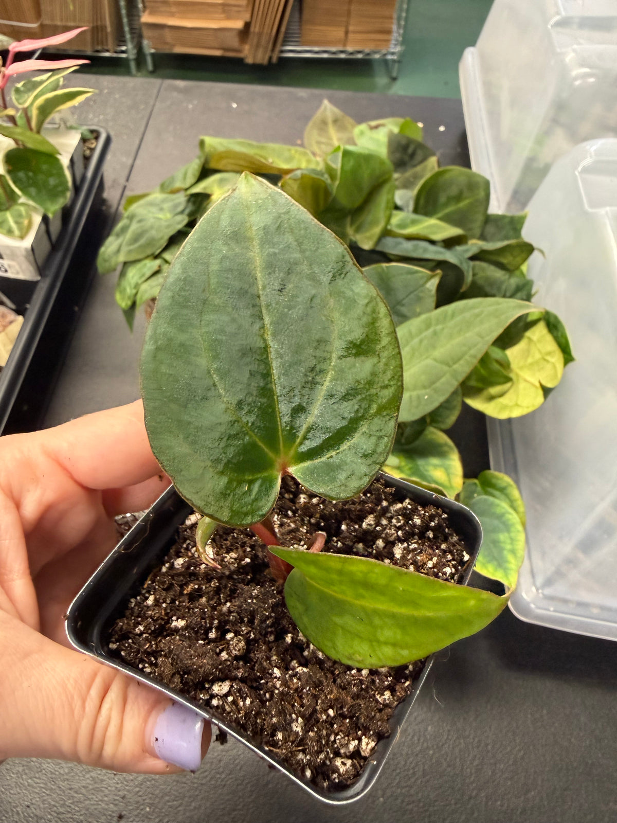 Anthurium Carla 6x5 x Red Vein Dark Phoenix – Grower’s Choice