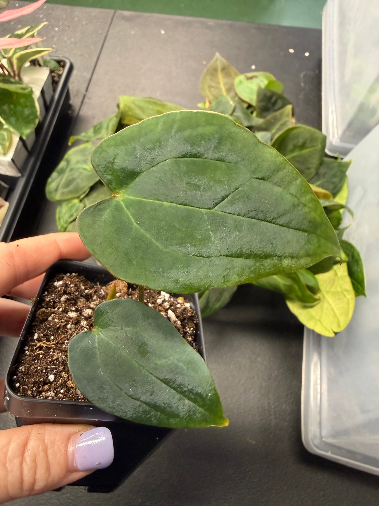 Anthurium Forgetii x Red Vein Dark Phoenix – Grower’s Choice