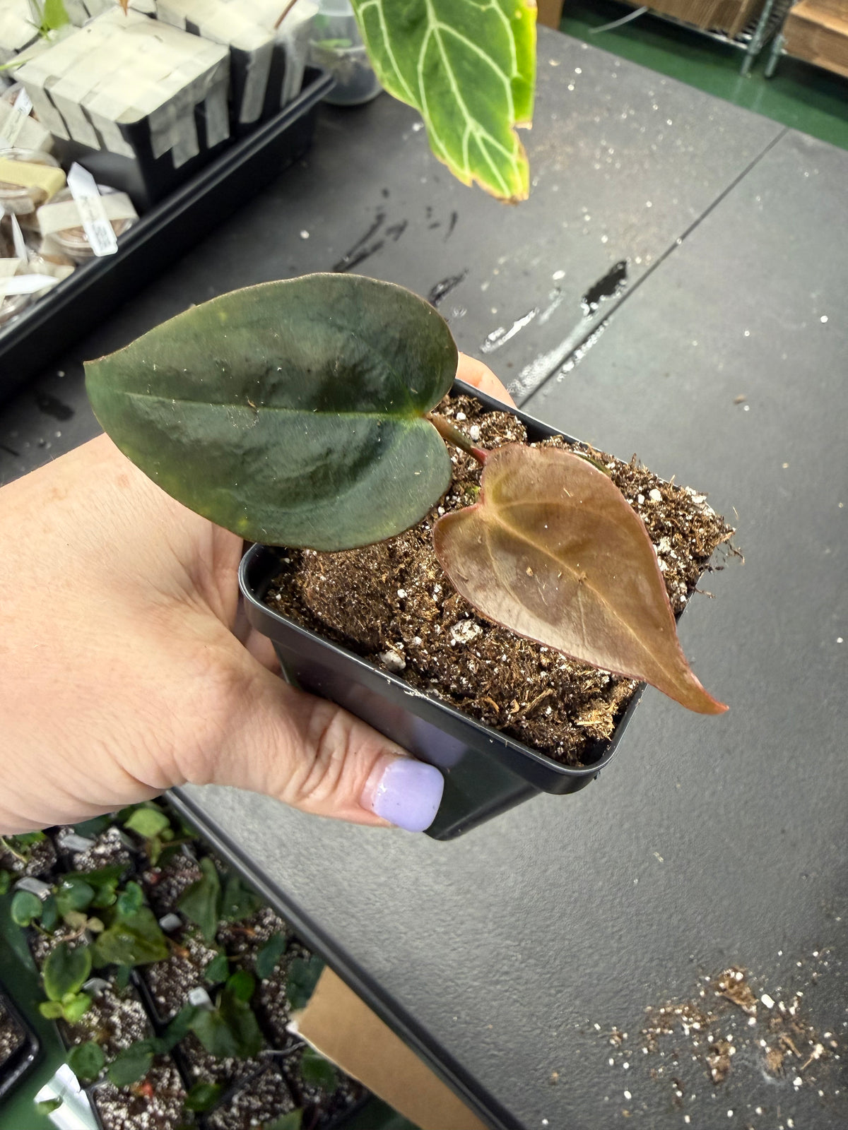 Anthurium NSE Portillae x Carla OG1 – Grower’s Choice