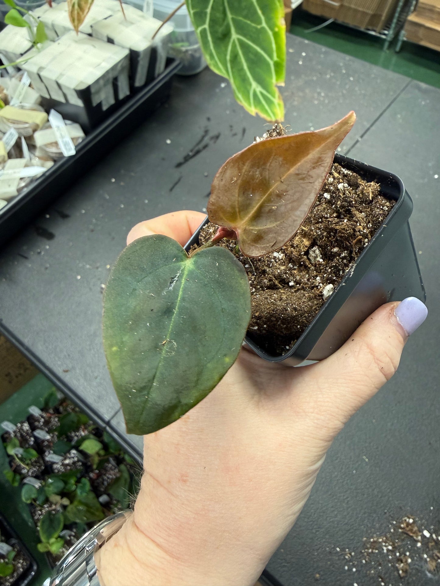 Anthurium NSE Portillae x Carla OG1 – Grower’s Choice