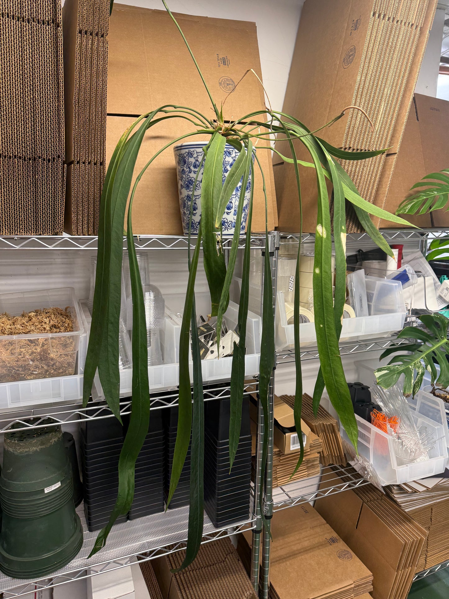 Anthurium Vittarifolium