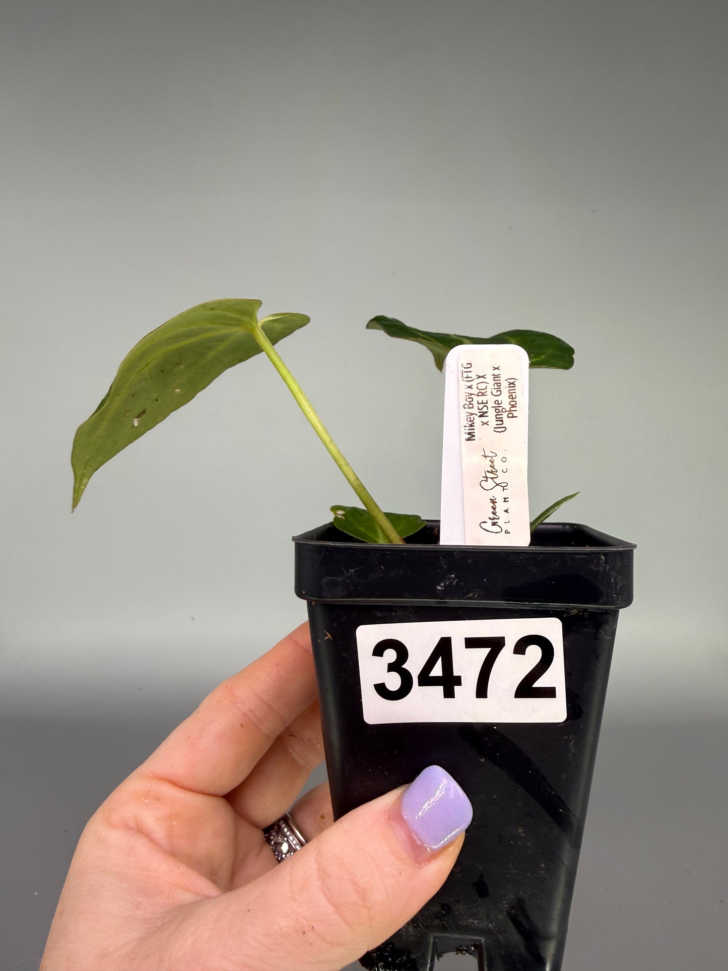 Anthurium Mikey Boy x (FTG x NSE RC) x (Jungle Giant x Phoenix) – Exact Plant #3472
