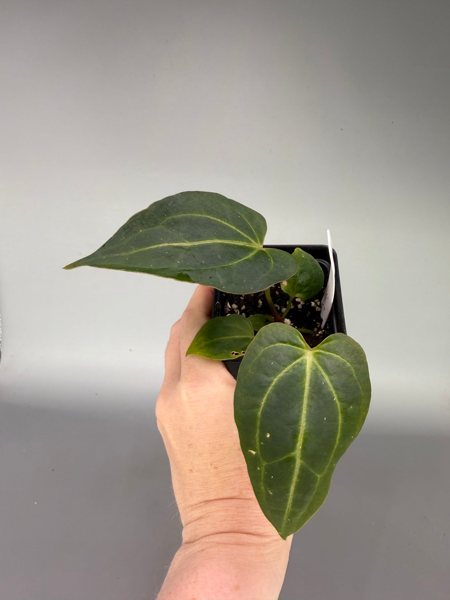 Anthurium Mikey Boy x (FTG x NSE RC) x (Jungle Giant x Phoenix) – Exact Plant #3472