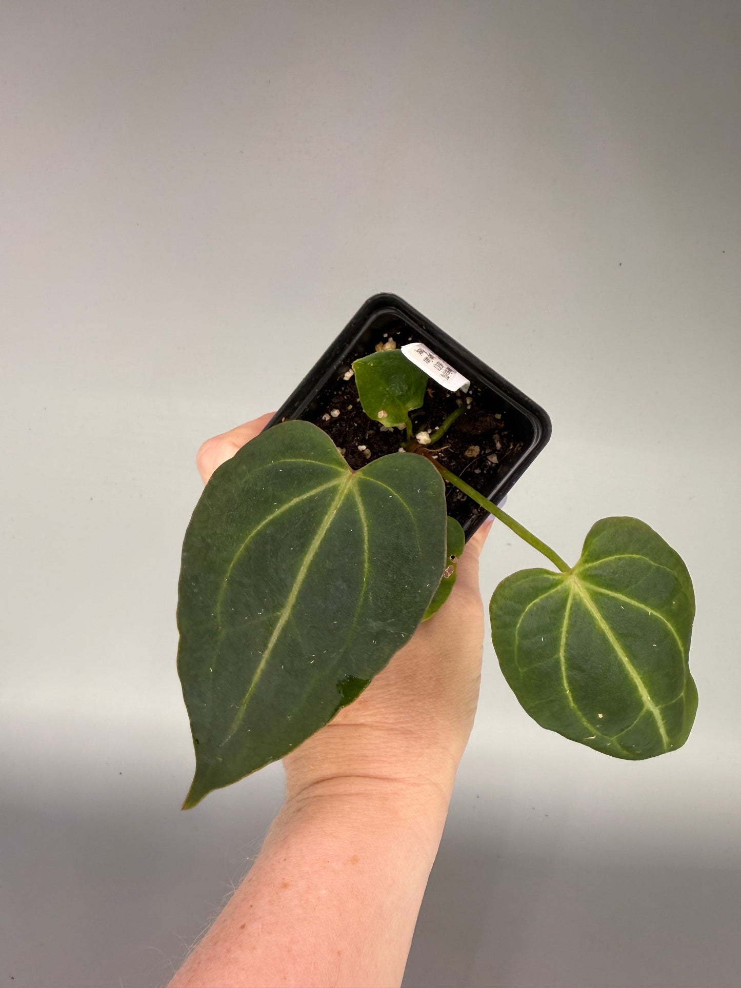 Anthurium Mikey Boy x (FTG x NSE RC) x (Jungle Giant x Phoenix) – Exact Plant #3472