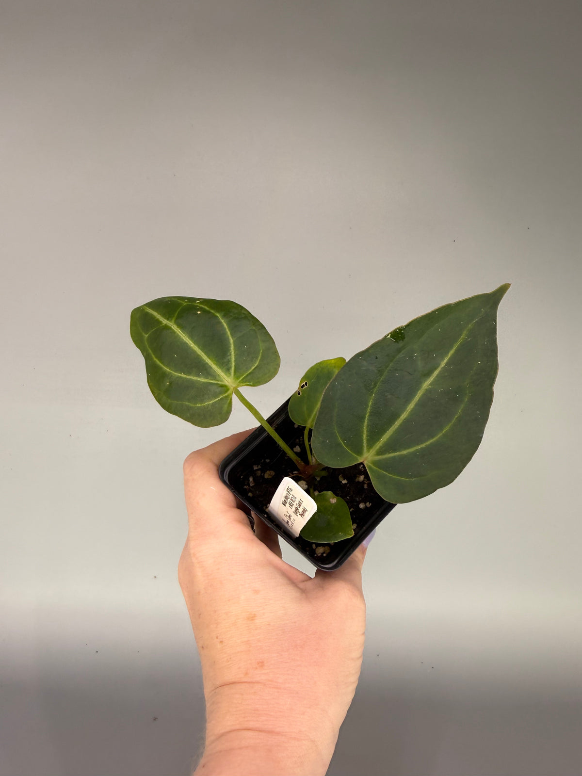 Anthurium Mikey Boy x (FTG x NSE RC) x (Jungle Giant x Phoenix) – Exact Plant #3472