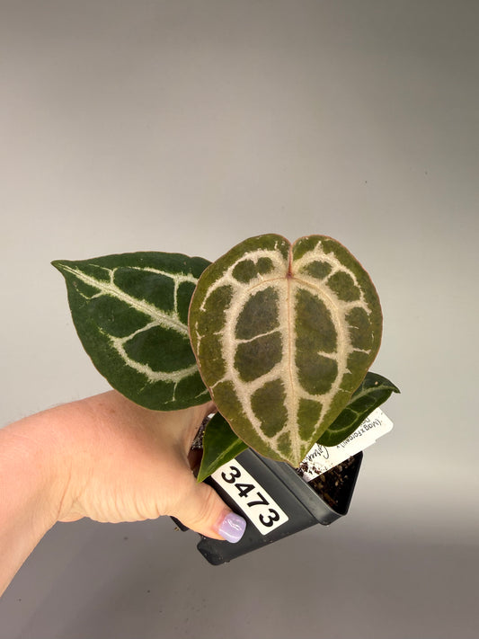 Anthurium (Mag x Forgetii) x (Dark Forgetii x Zara Michelle) – Exact Plant #3473