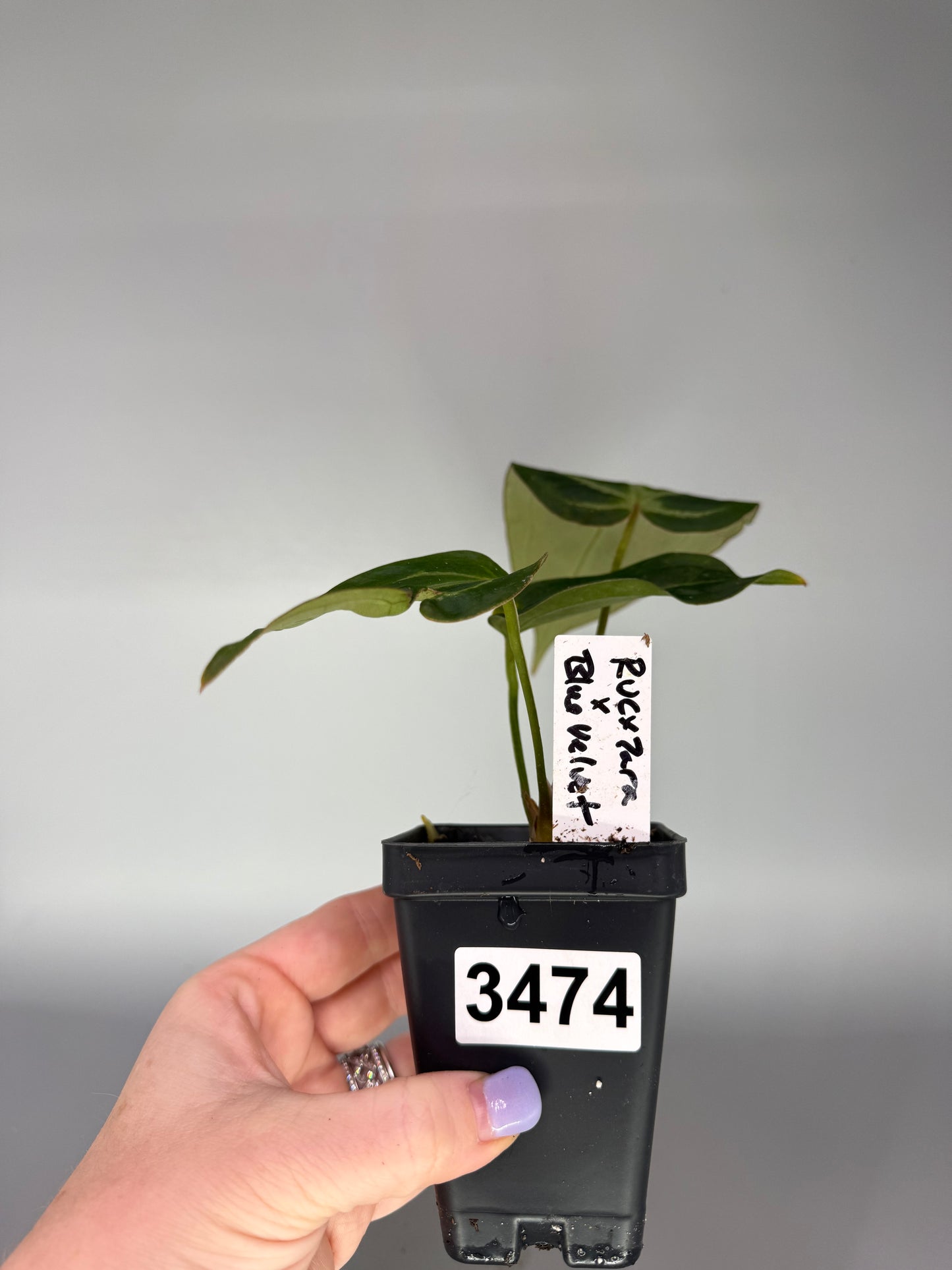 Anthurium (Red Velvet Cake x Zara) x Blue Velvet – Exact Plant #3474