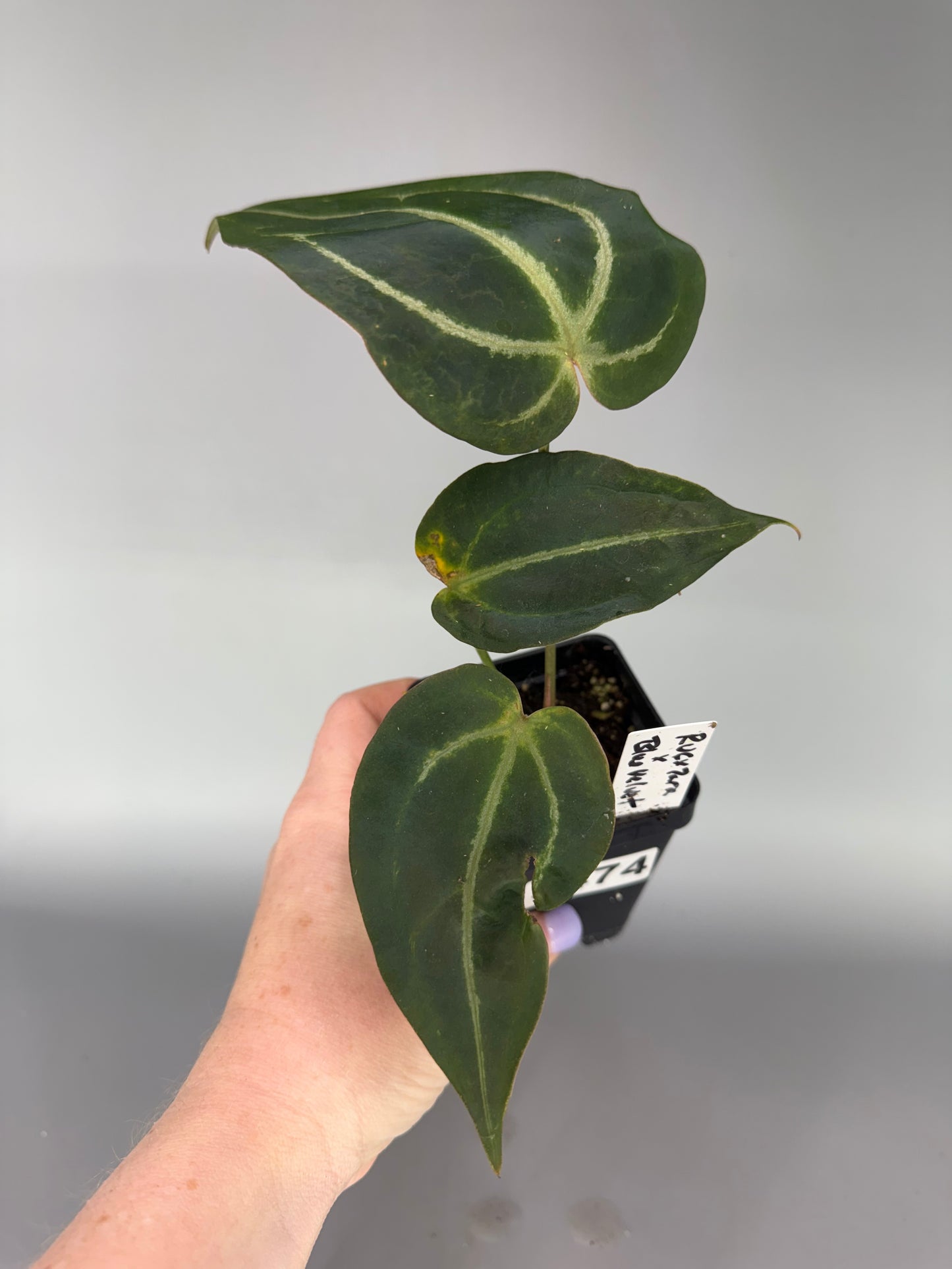 Anthurium (Red Velvet Cake x Zara) x Blue Velvet – Exact Plant #3474