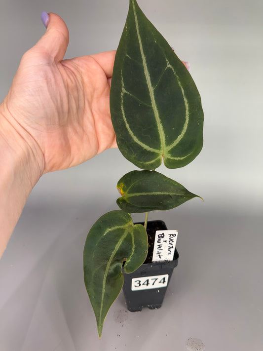 Anthurium (Red Velvet Cake x Zara) x Blue Velvet – Exact Plant #3474
