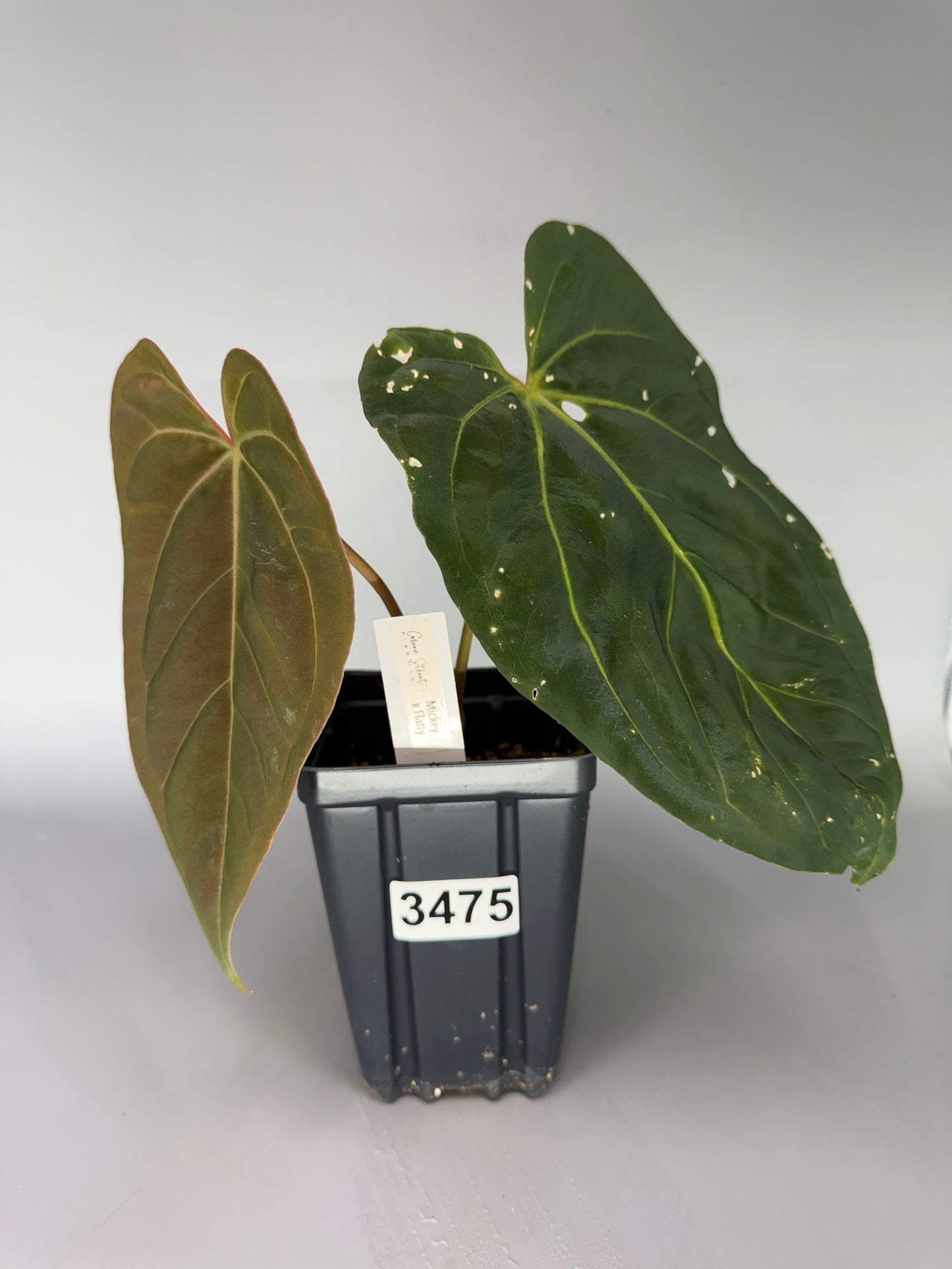 Anthurium Magnificum ‘Mickey’ x RLFS ‘Flatty’ – Exact Plant #3475