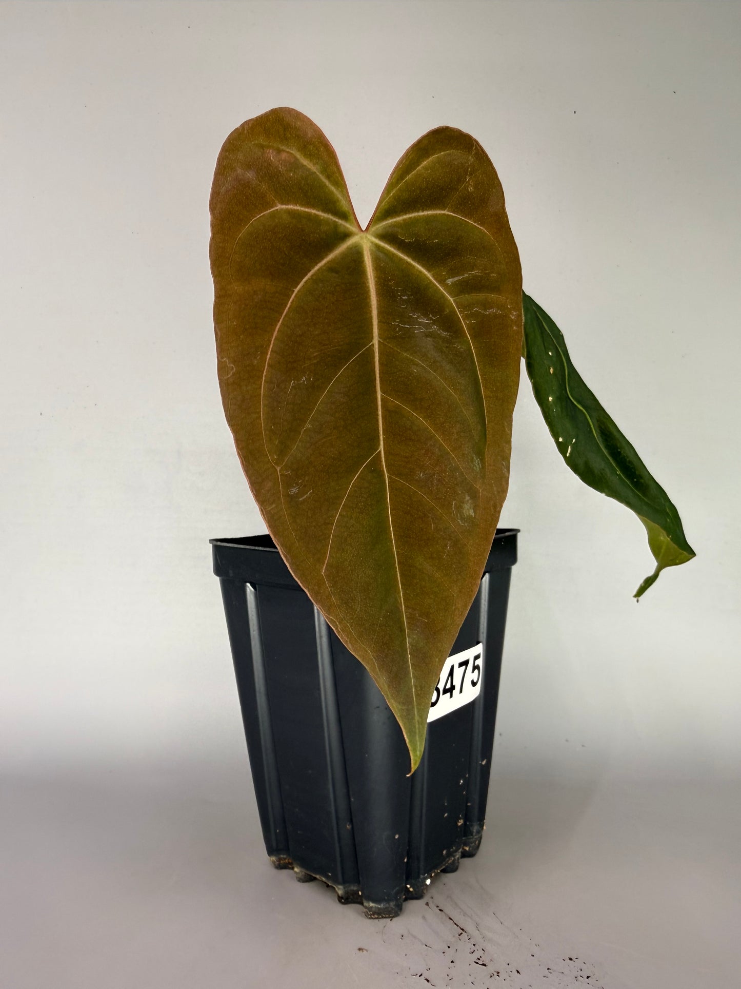 Anthurium Magnificum ‘Mickey’ x RLFS ‘Flatty’ – Exact Plant #3475
