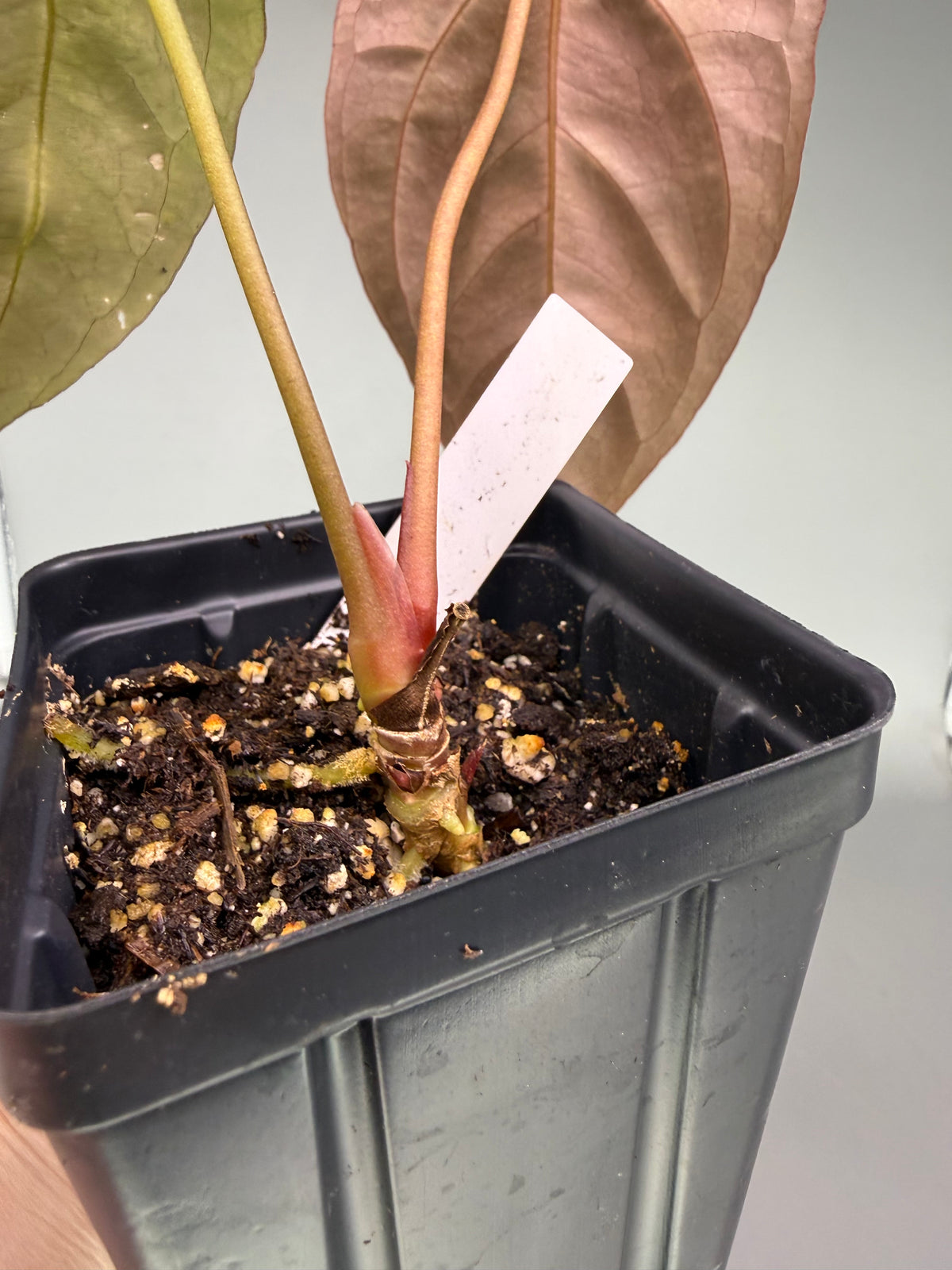 Anthurium Magnificum ‘Mickey’ x RLFS ‘Flatty’ – Exact Plant #3475