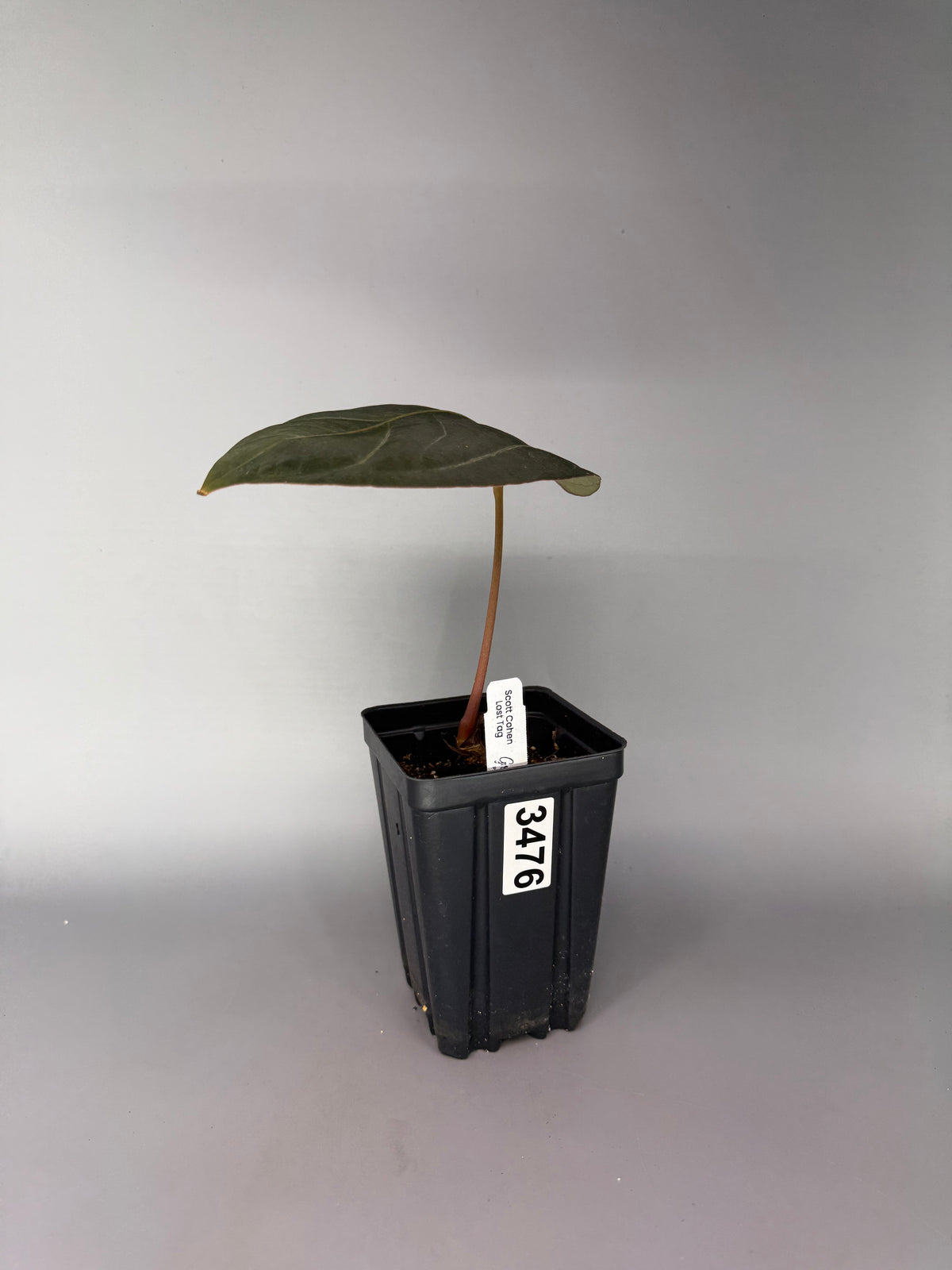 Anthurium ‘Lost Tag’ – Scott Cohen – Exact Plant #3476