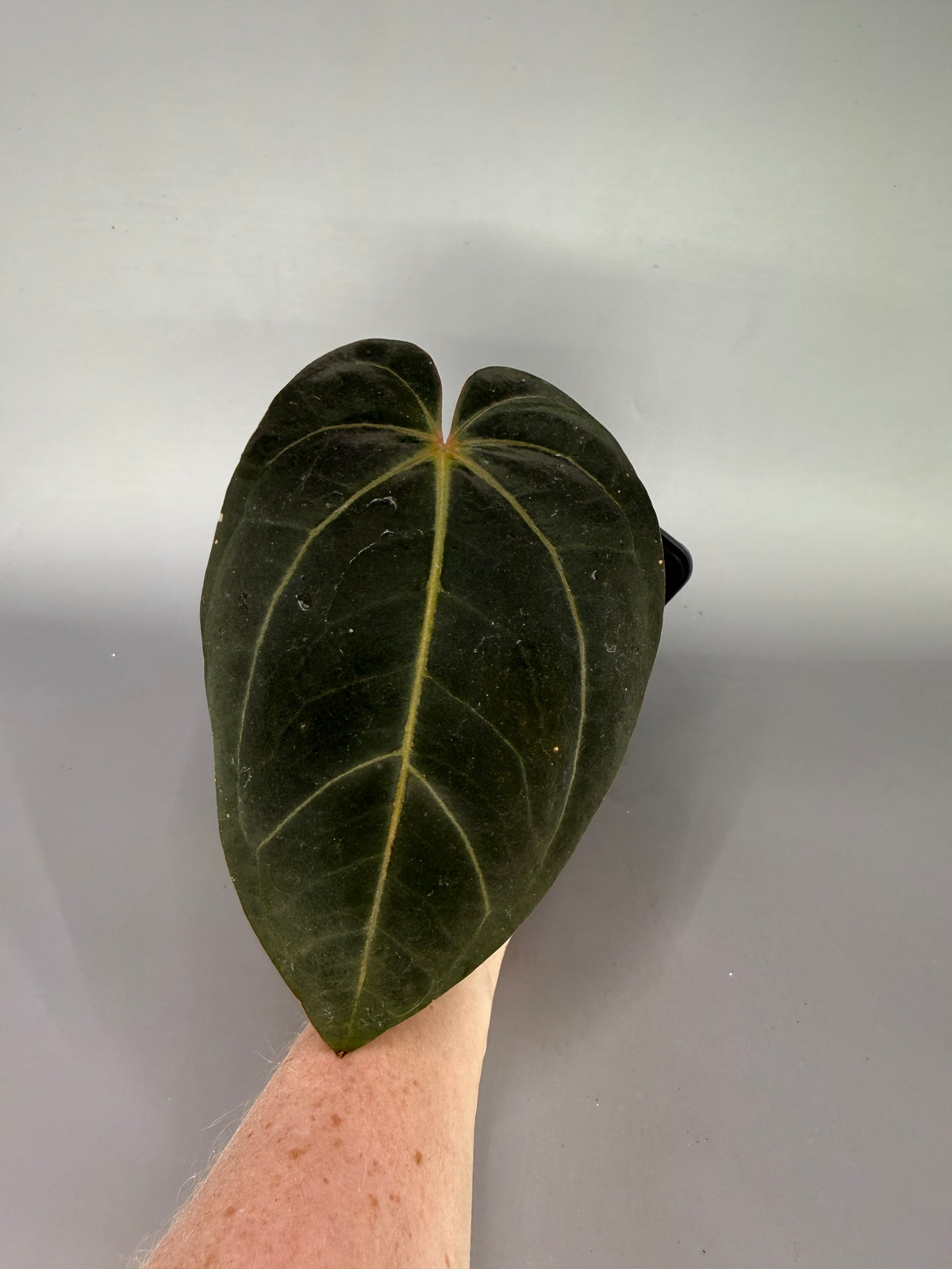 Anthurium ‘Lost Tag’ – Scott Cohen – Exact Plant #3476