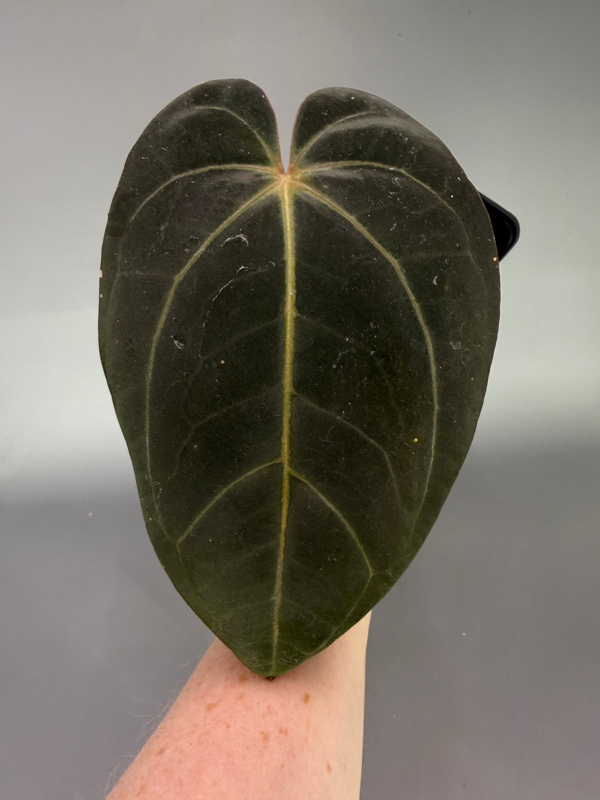 Anthurium ‘Lost Tag’ – Scott Cohen – Exact Plant #3476