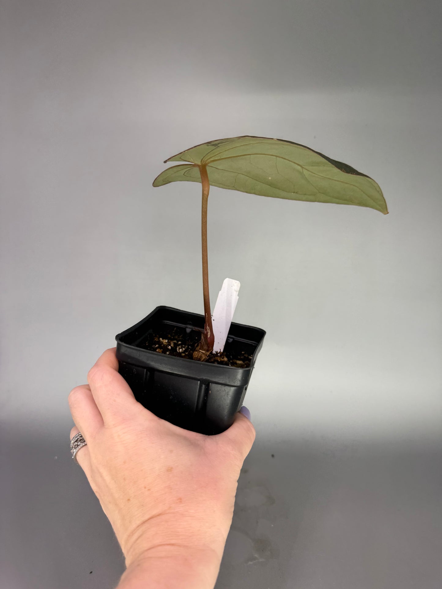 Anthurium ‘Lost Tag’ – Scott Cohen – Exact Plant #3476