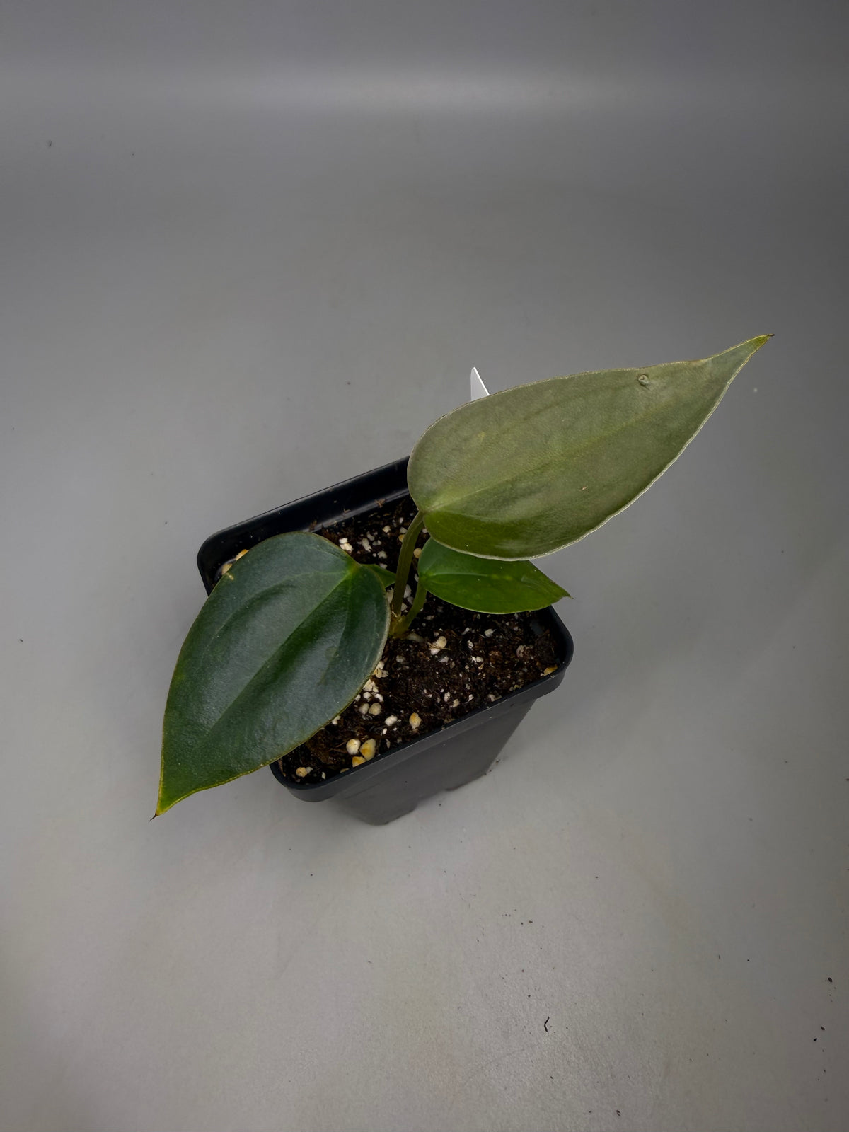 Anthurium Sp. Napo x Blue Velvet – Grower’s Choice