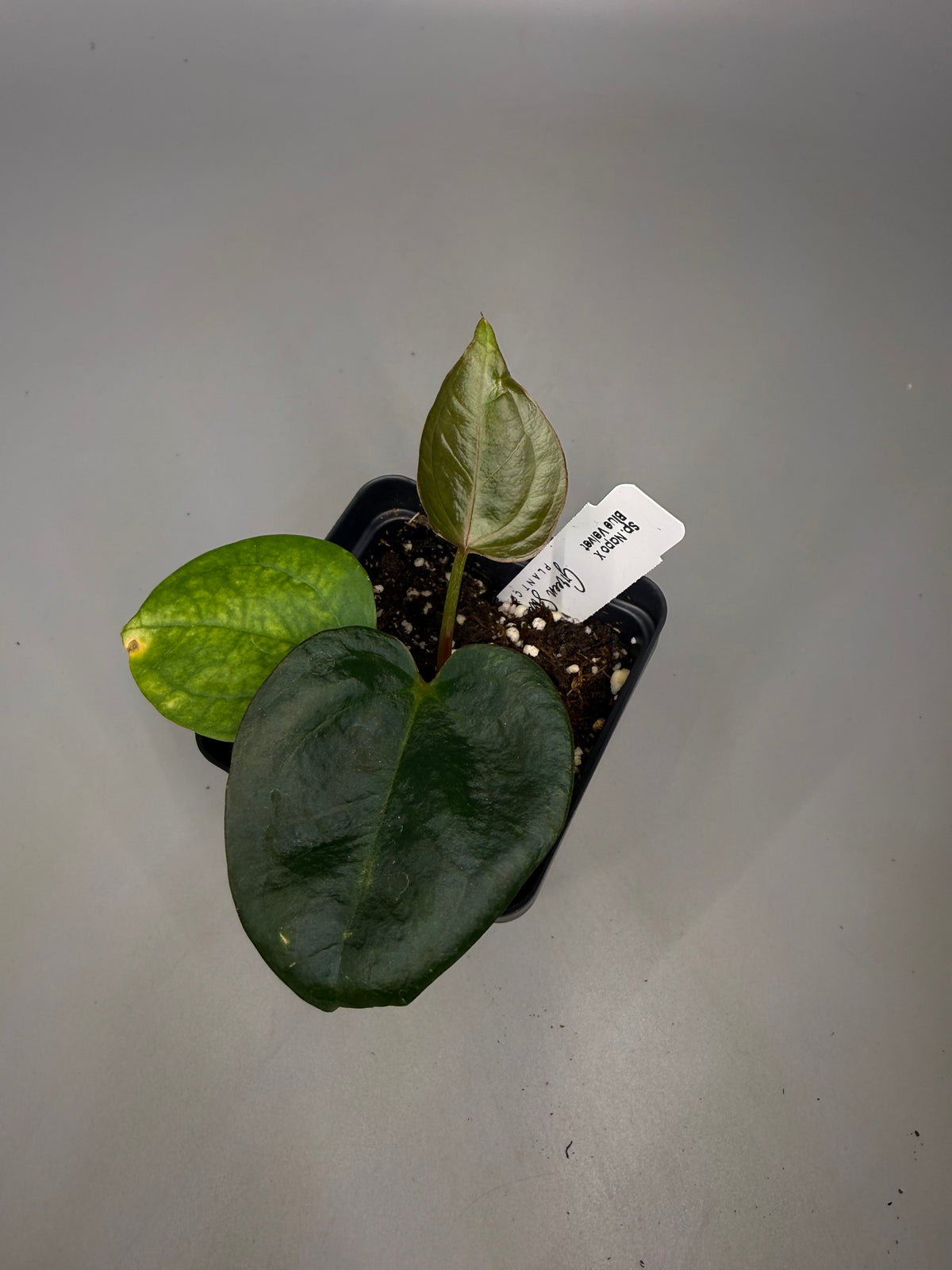 Anthurium Sp. Napo x Blue Velvet – Grower’s Choice