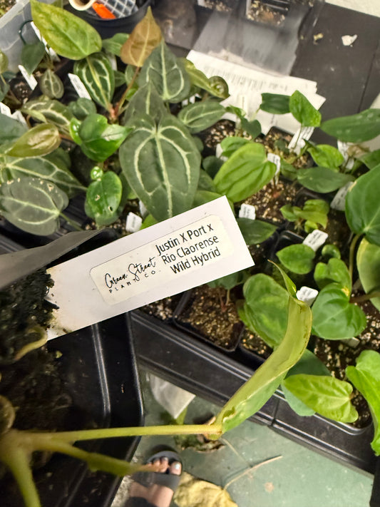 Anthurium (Crystal Mag x Subsignatum) ‘Justin’ x (Portillae x Rio Wild Hybrid) – Grower’s Choice