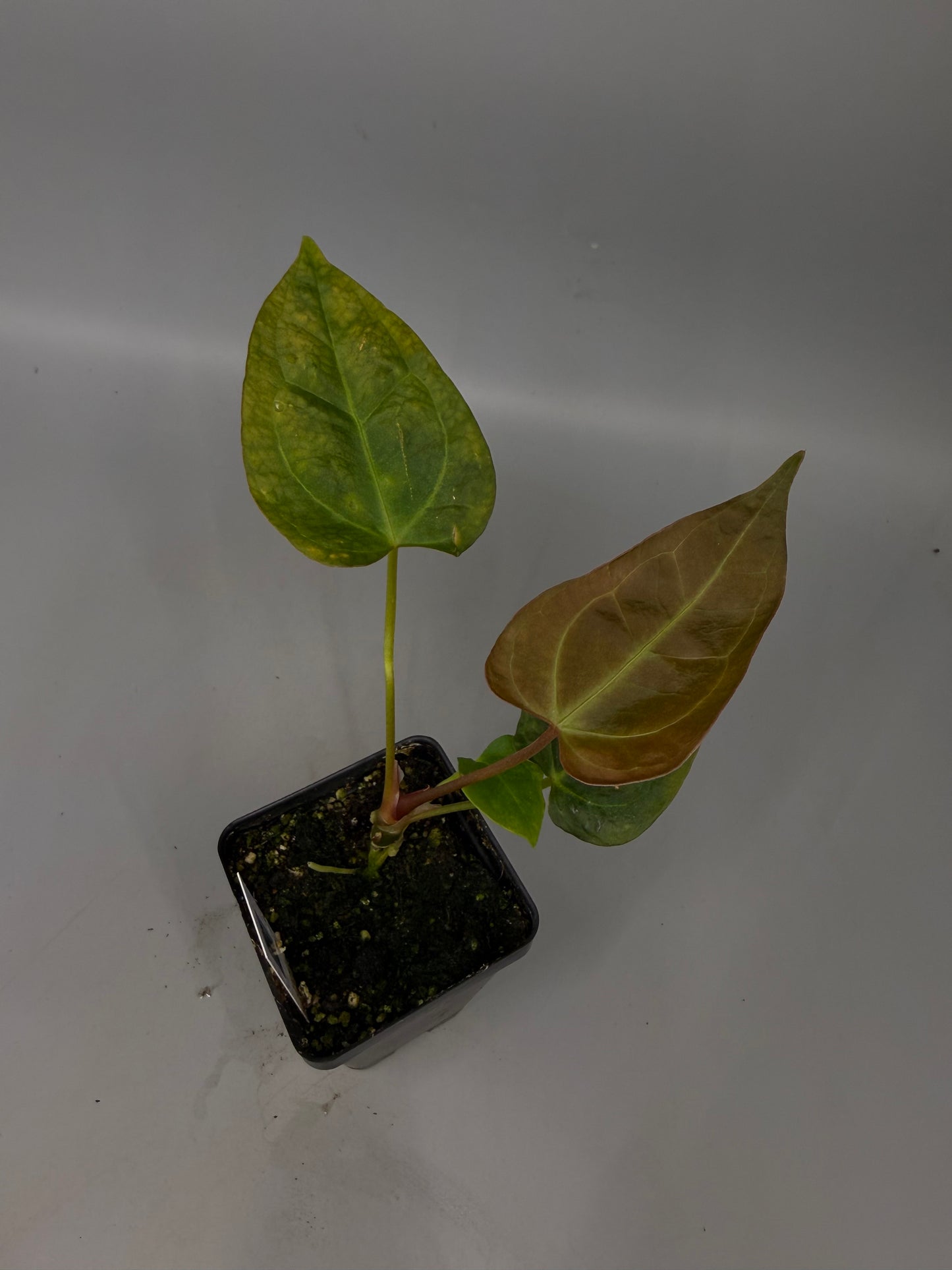 Anthurium (Crystal Mag x Subsignatum) ‘Justin’ x (Portillae x Rio Wild Hybrid) – Grower’s Choice