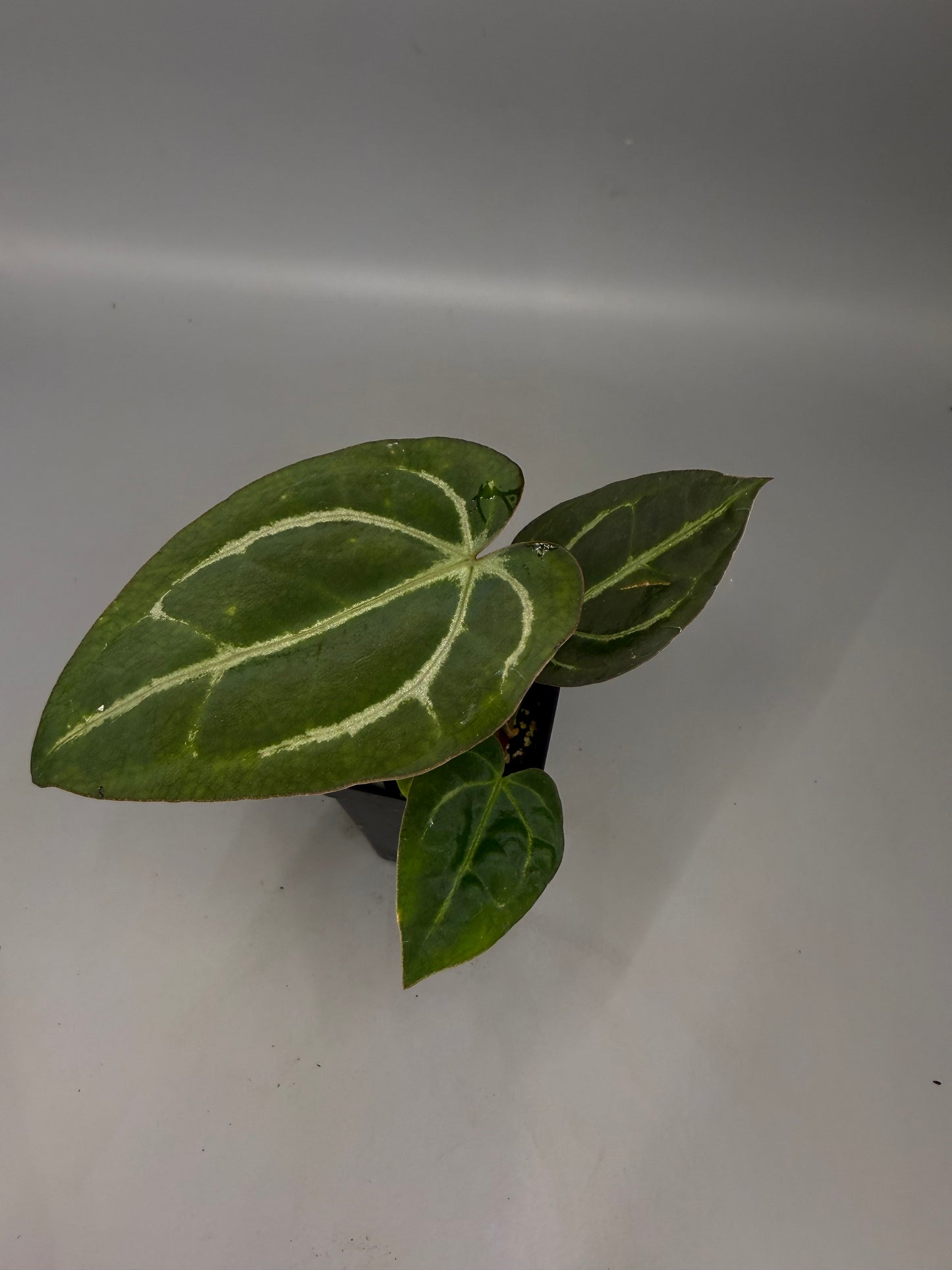 Anthurium Lisa’s NOID x Carla OG1 – Grower’s Choice