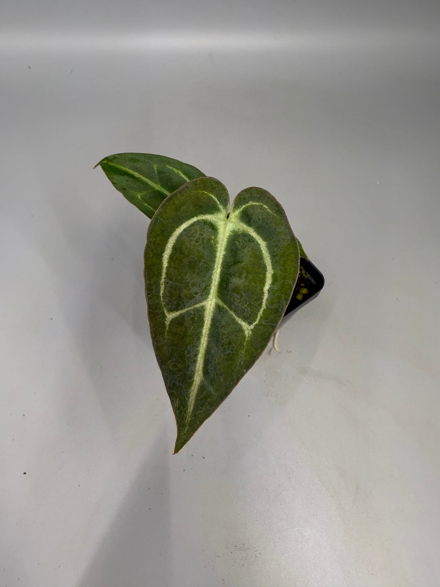 Anthurium Lisa’s NOID x Carla OG1 – Grower’s Choice