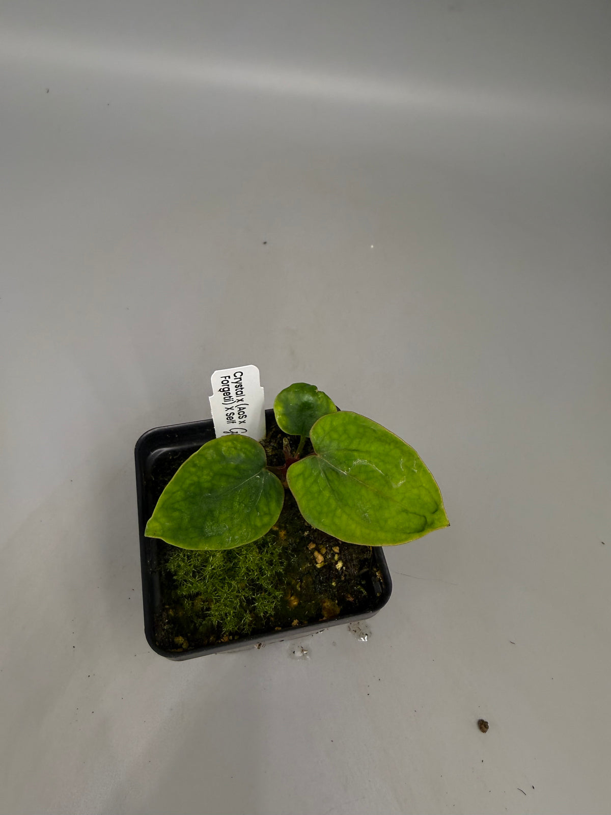 Anthurium Crystal x (AoS x Forgetii) x Self – Grower’s Choice