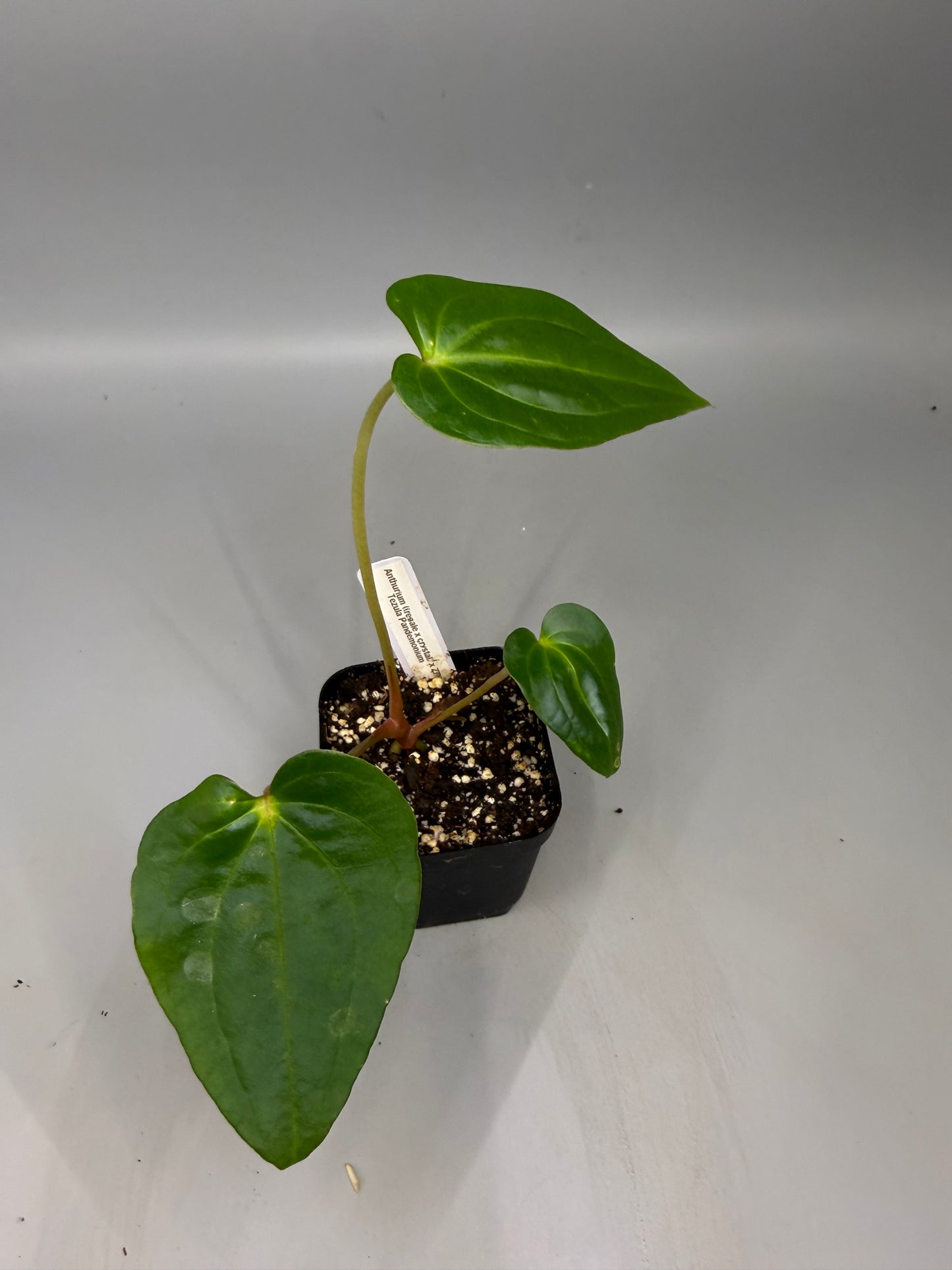 Anthurium [(Regale x Crystallinum) x (Zara x Michelle)] x Tezula’s Pandemonium – Grower’s Choice