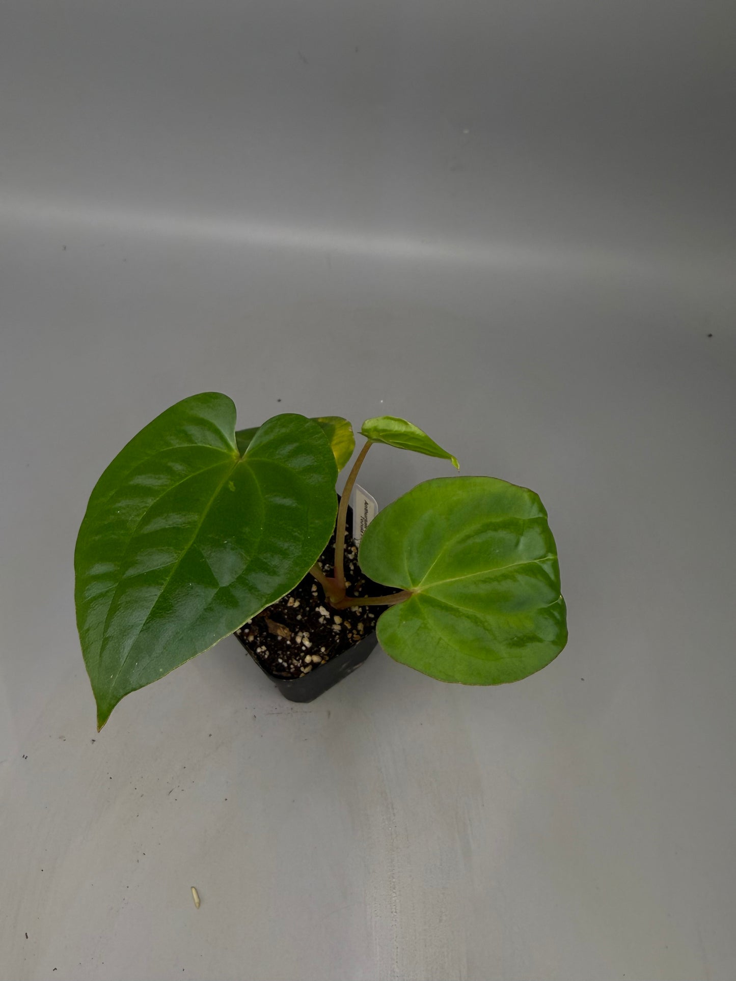 Anthurium [(Regale x Crystallinum) x (Zara x Michelle)] x Tezula’s Pandemonium – Grower’s Choice
