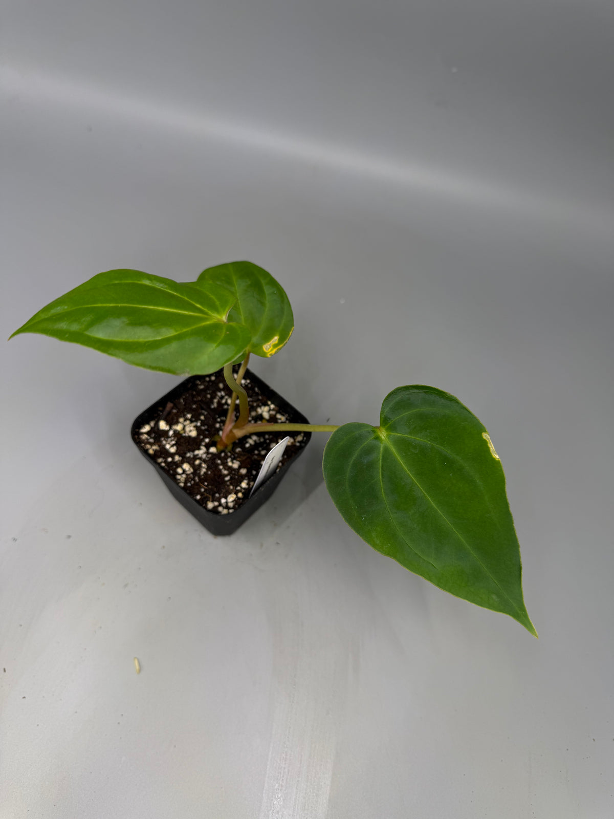 Anthurium [(Regale x Crystallinum) x (Zara x Michelle)] x Tezula’s Pandemonium – Grower’s Choice