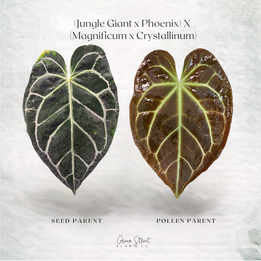 Anthurium (Jungle Giant x Phoenix) x (Magnificum x Crystallinum) – Grower’s Choice