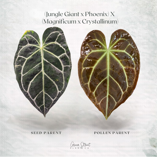 Anthurium (Jungle Giant x Phoenix) x (Magnificum x Crystallinum) – Grower’s Choice