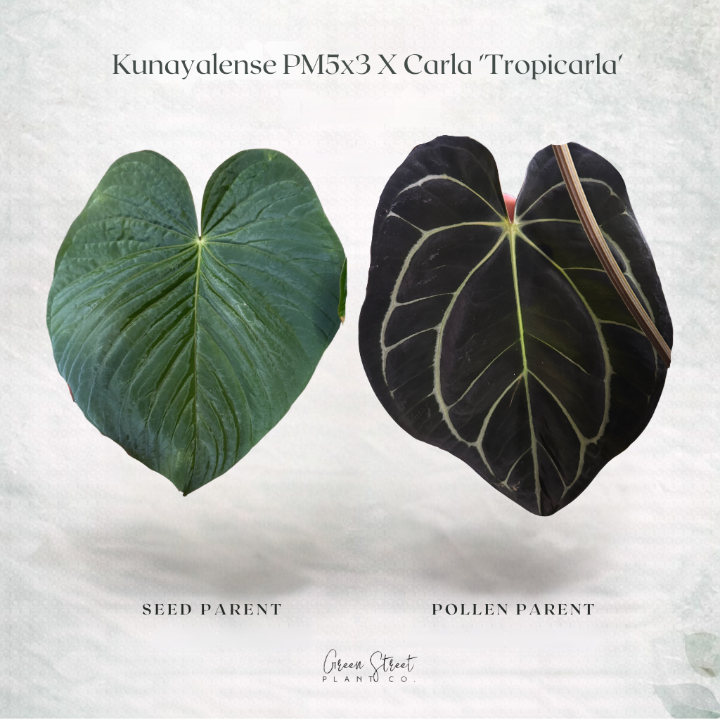 Anthurium Kunayalense PM5 x Carla ‘Tropicarla’ – Seedling