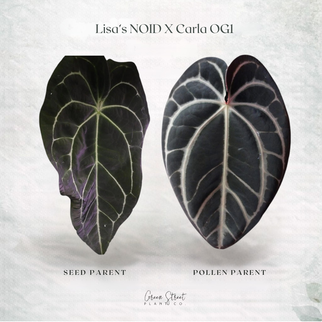 Anthurium Lisa’s NOID x Carla OG1 – Grower’s Choice