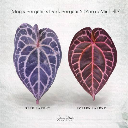 Anthurium (Magnificum x Forgetii) x Dark Forgetii x Zara Michelle – Exact Plant