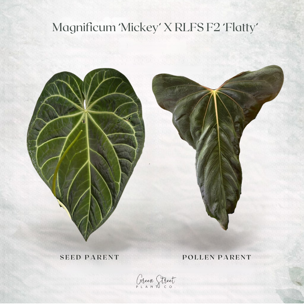 Anthurium Magnificum ‘Mickey’ x Pap RLFS ‘Flatty’