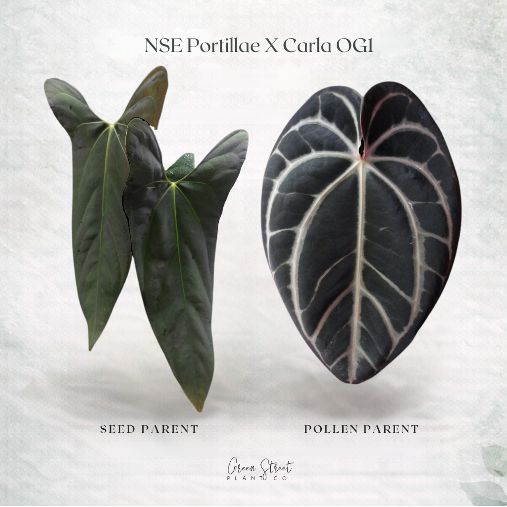 Anthurium NSE Portillae x Carla OG1 – Grower’s Choice